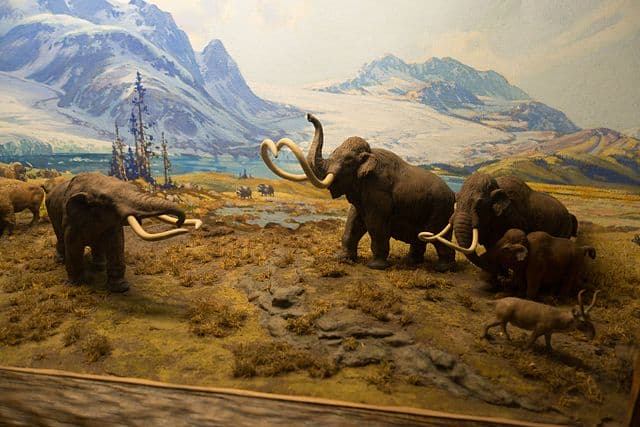 photo of Mastodon diorama, American Museum of Natural History