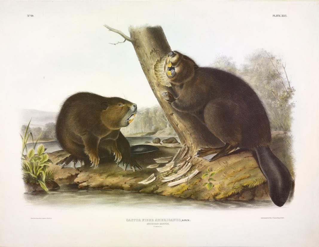 Audubon print of American Beaver