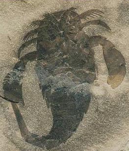 photo of fossil Eurypterus remipes