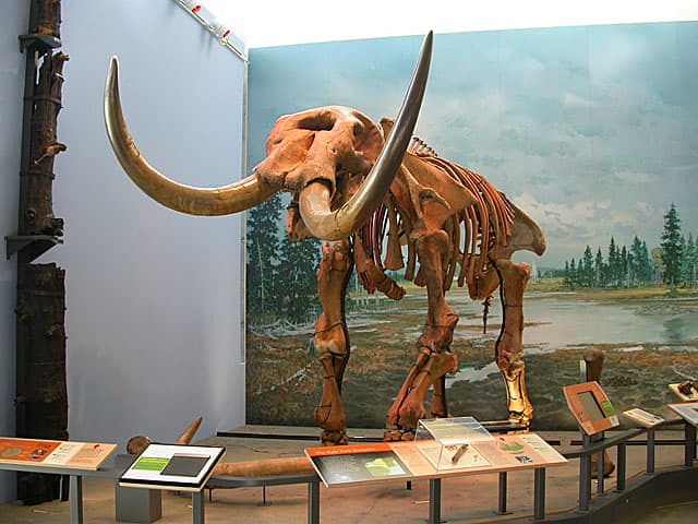 photo of Hyde Park Mastodon skeleton