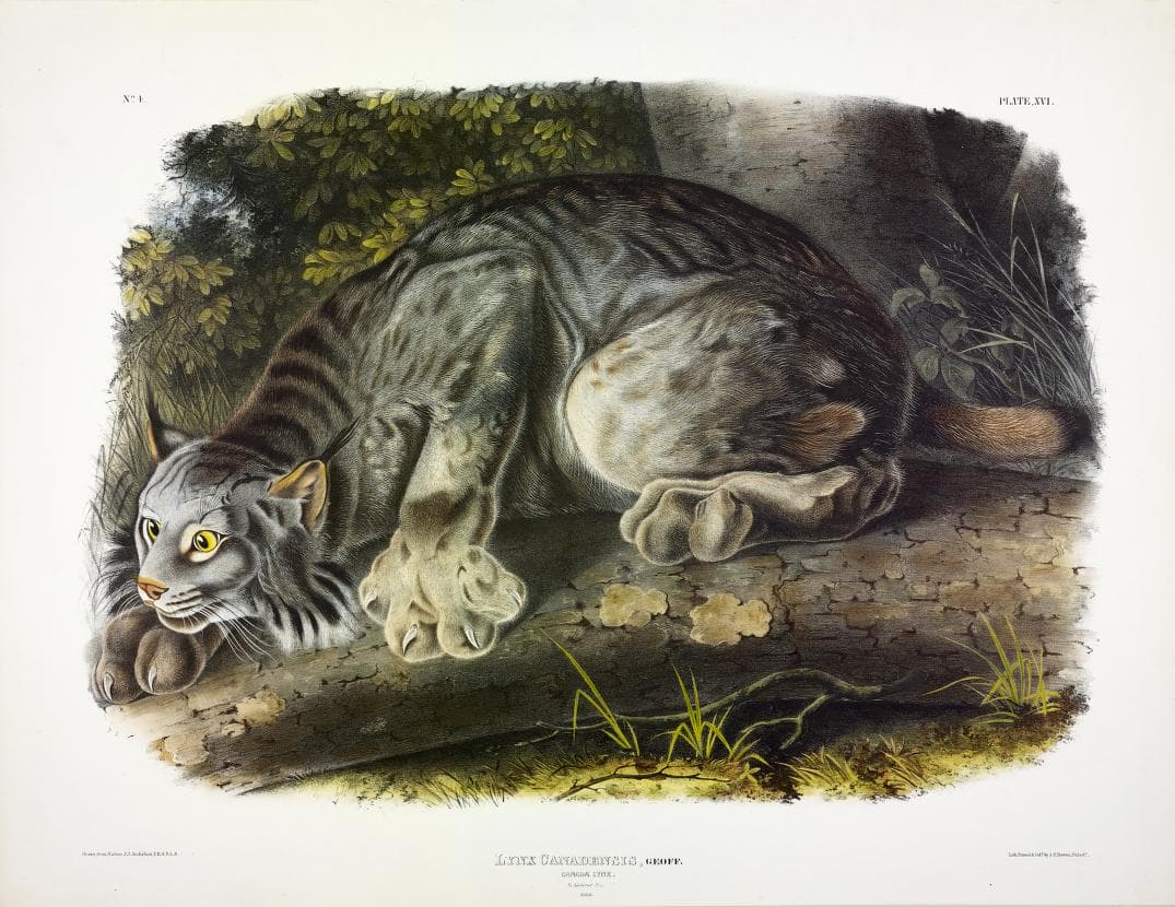 Audubon print of Lynx, 1847