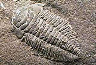 photo of Ordovician fossil trilobite Triarthrus