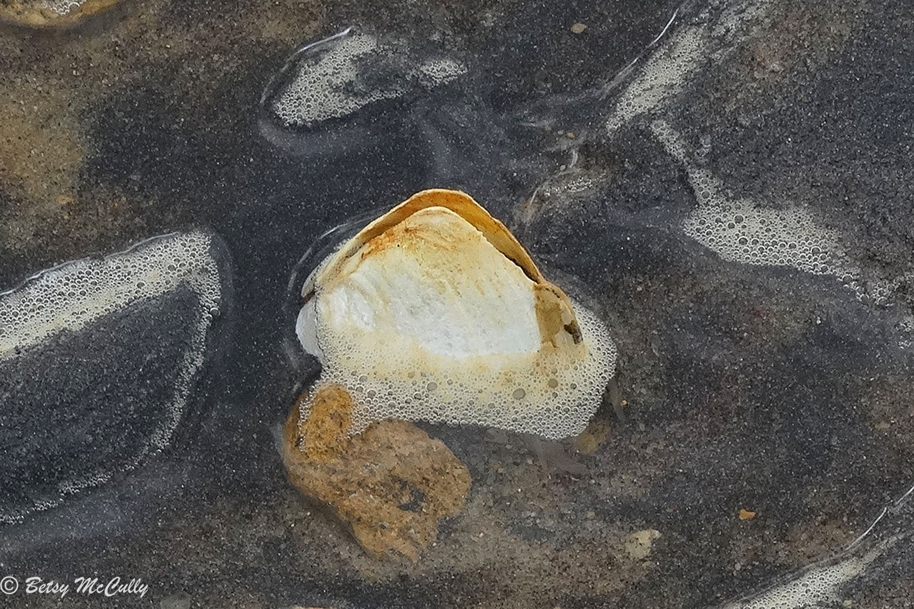 photo of clamshell