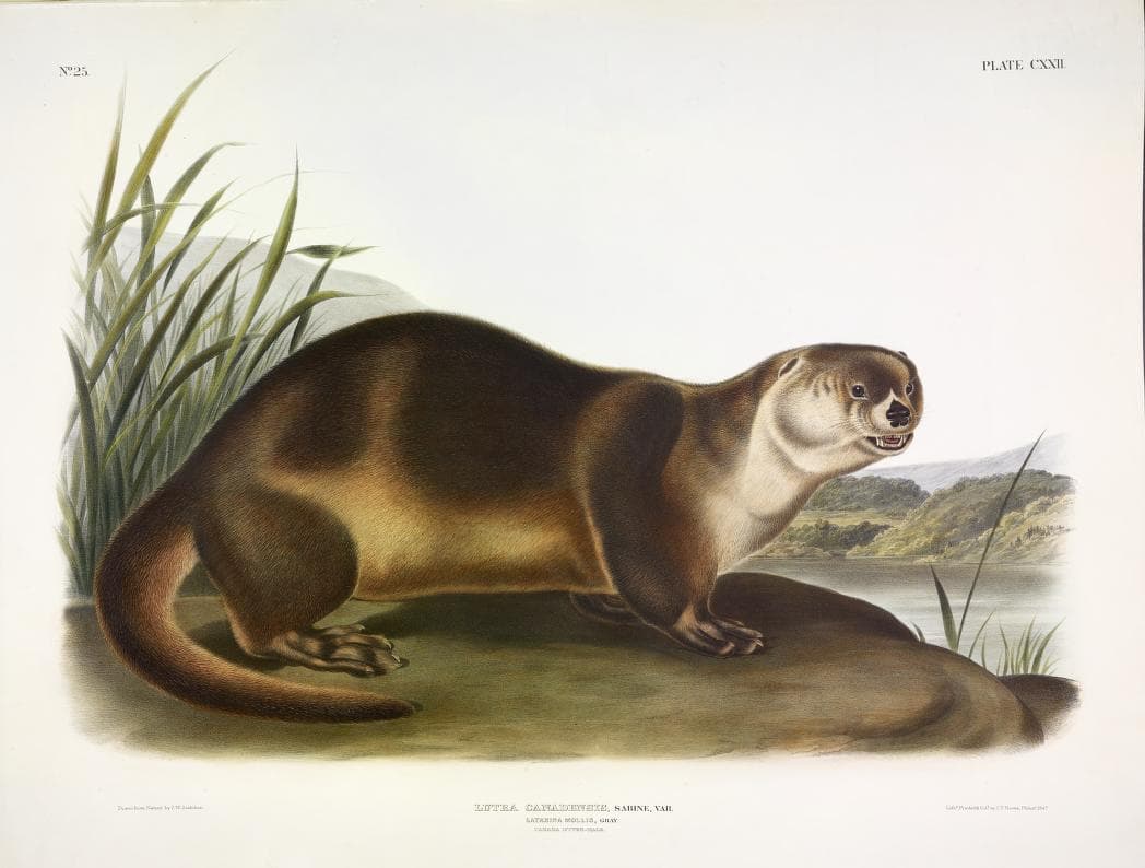 Audubon print of Otter