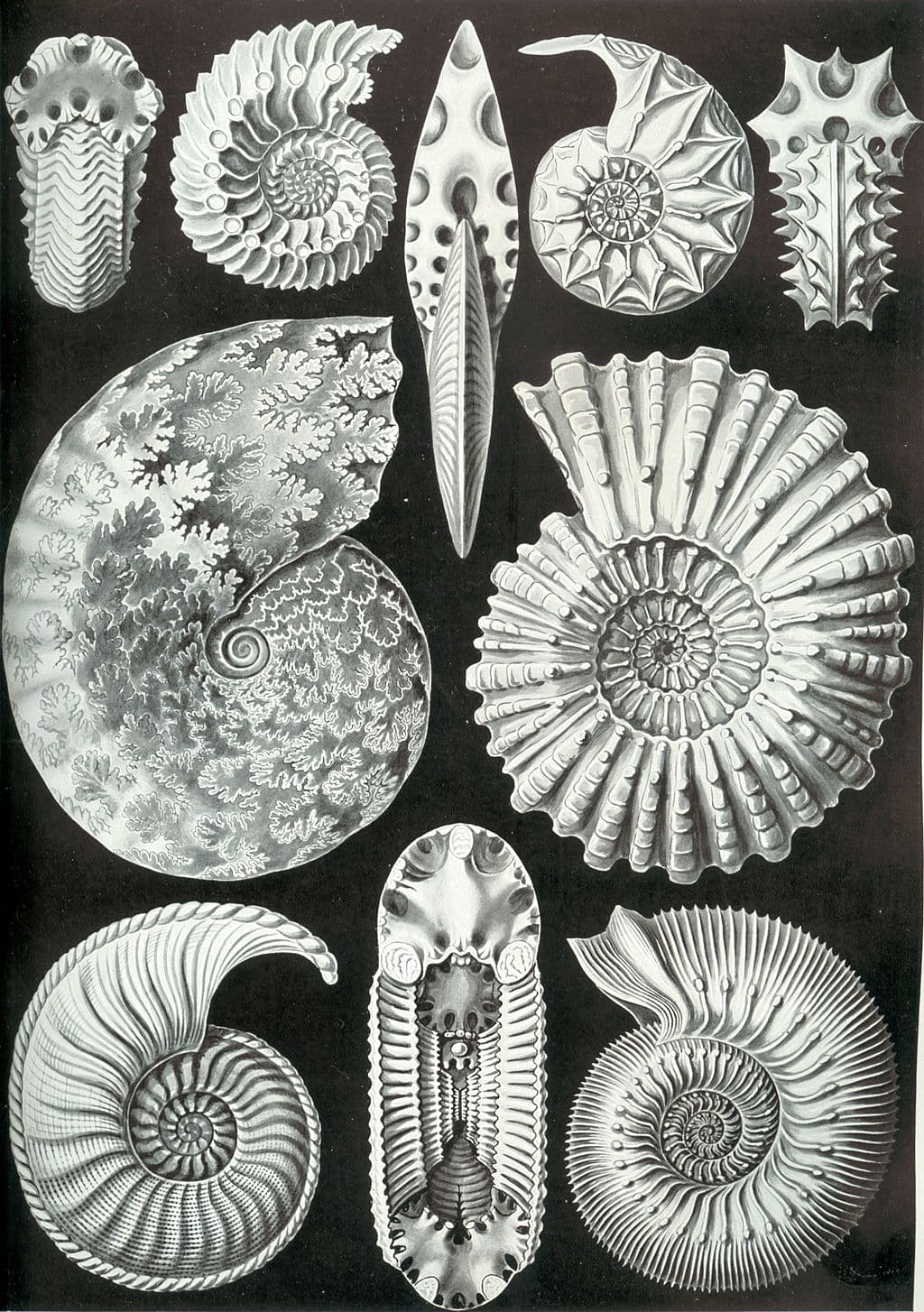 illustration of ammonite fossils by Ernst Haeckel, 1904