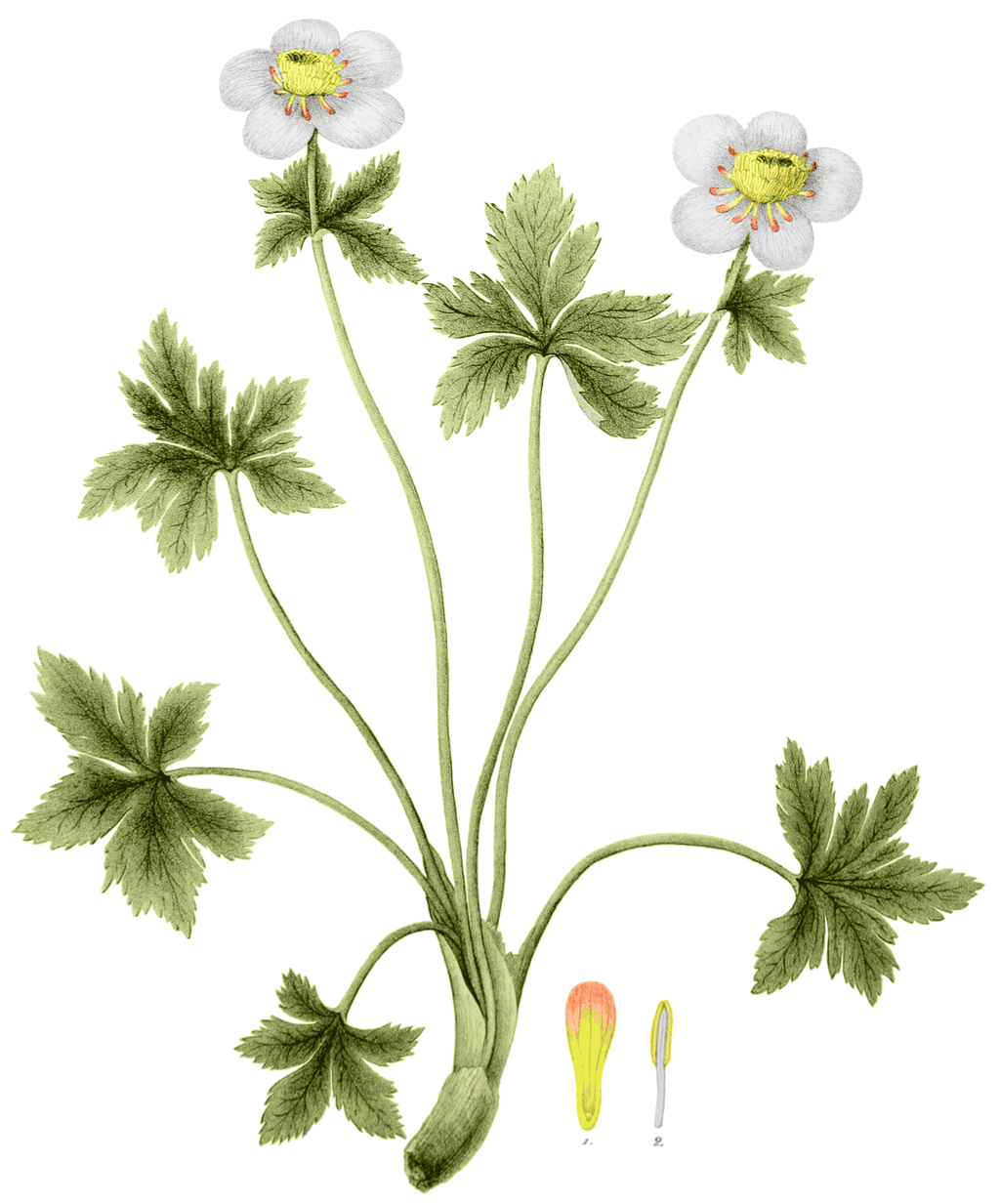 illustration of Globeflower by John Torrey, Flora of the State of New York, 1843