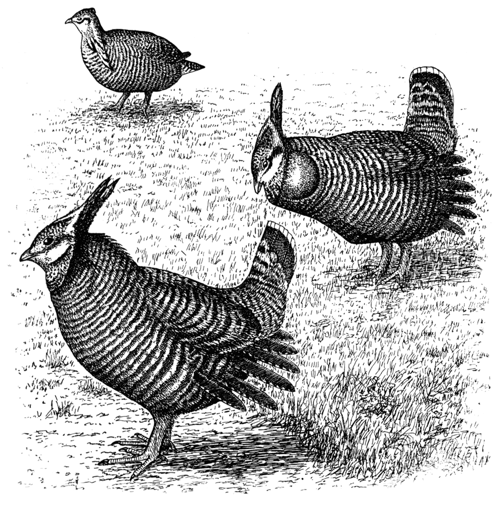 Illustration of Heath Hen