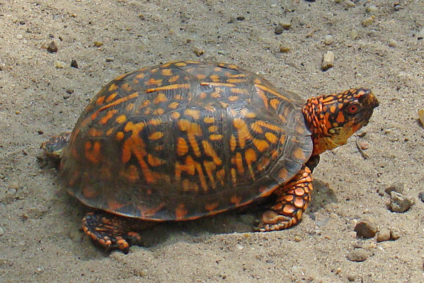 photo of box turtle