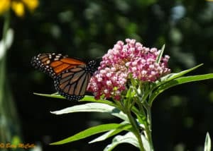 New York Wild Flora | New York Nature