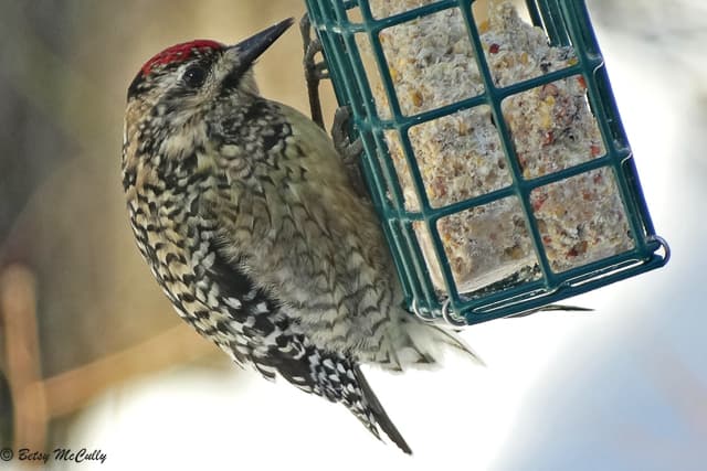 Yellow-bellied Sapsucker (Sphyrapicus varius) | New York Nature