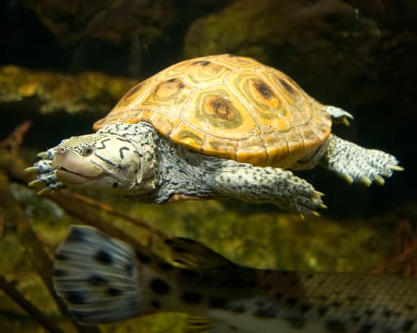 photo of swimming Diamondback Terrapin