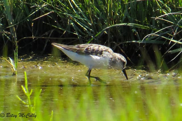 photo of semipalmated sandpiper