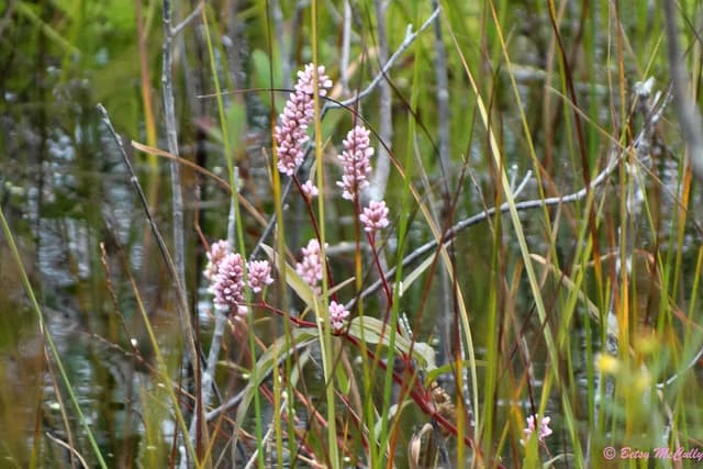 Pink Smartweed (Persicaria pensylvanica) | New York Nature