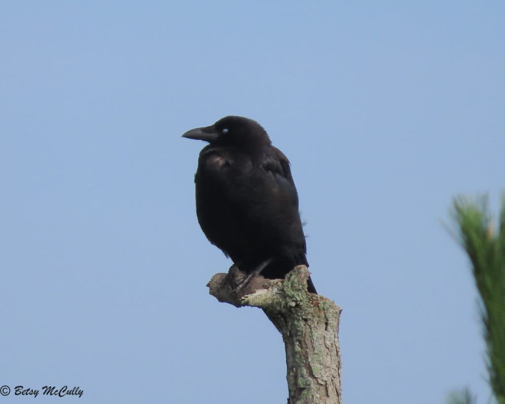 American Crow (Corvus brachyrynchos) | New York Nature by Betsy McCully