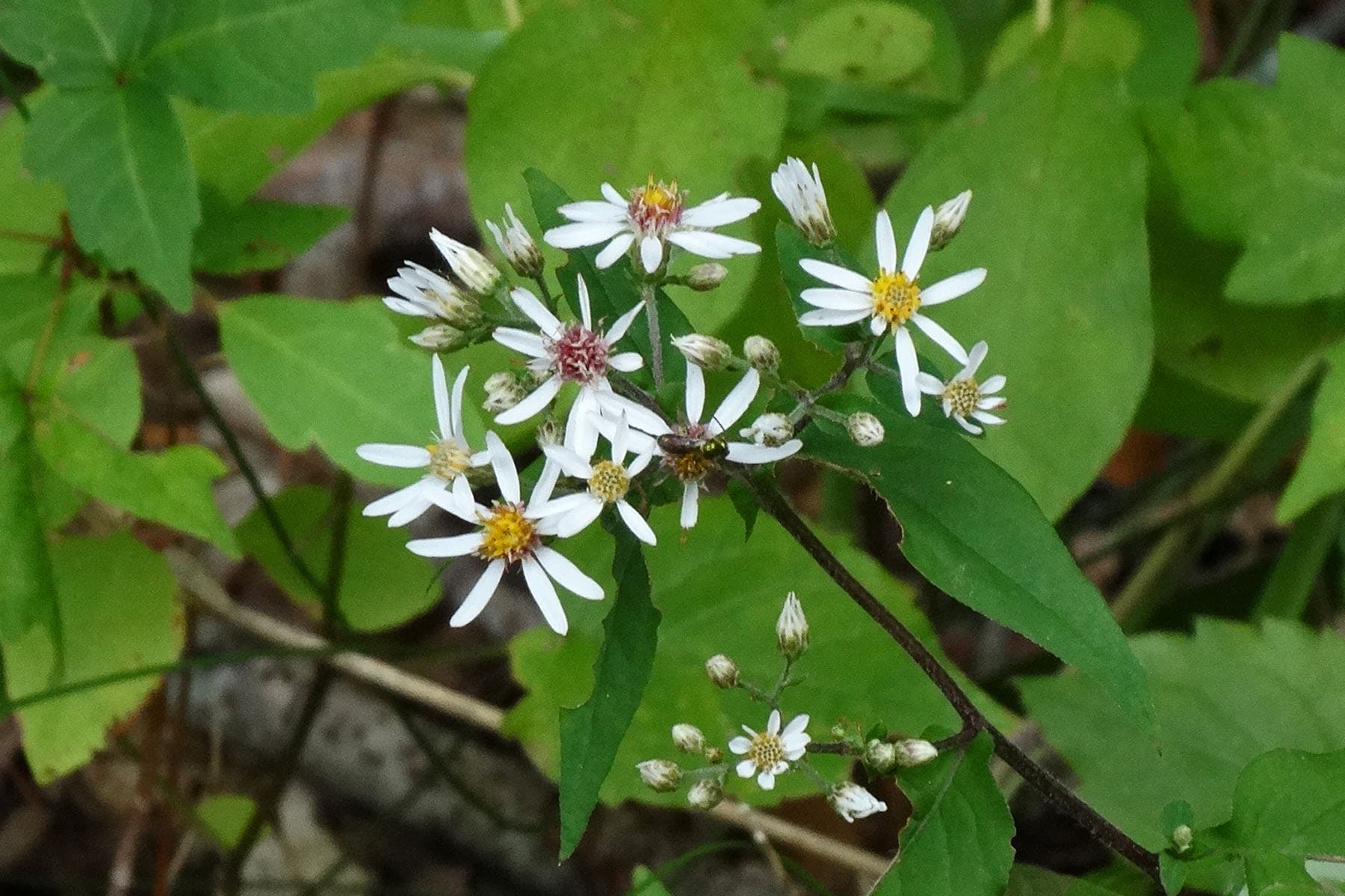 calico aster | New York Nature