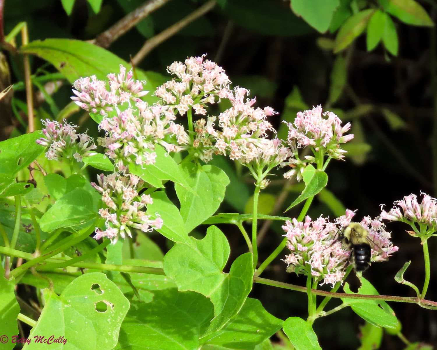 Climbing Hempweed (Mikania scandens) | New York Nature