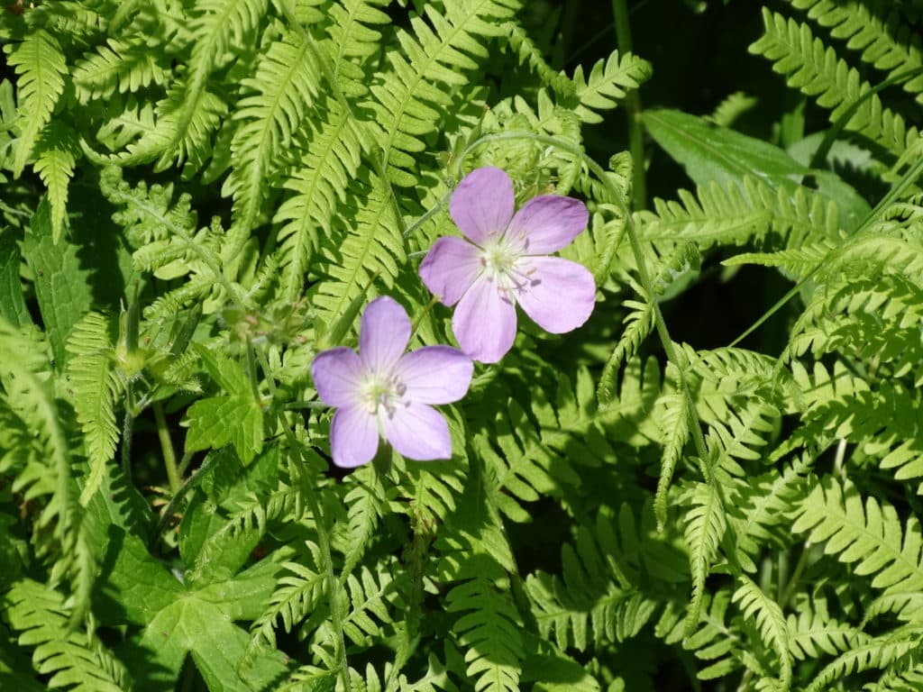 Wildflowers Native To Upstate New York at Robert Rosenblum blog