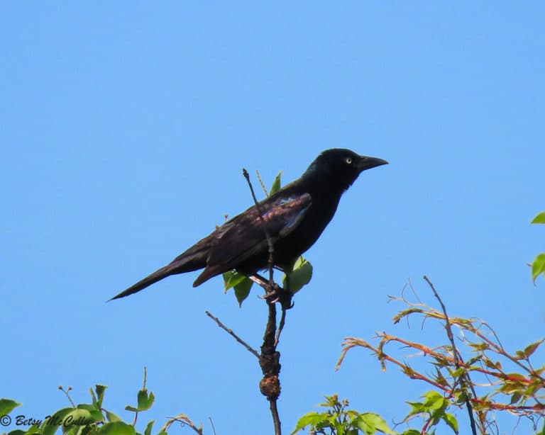 Common Grackle (Quiscalus quiscula) | New York Nature by Betsy McCully