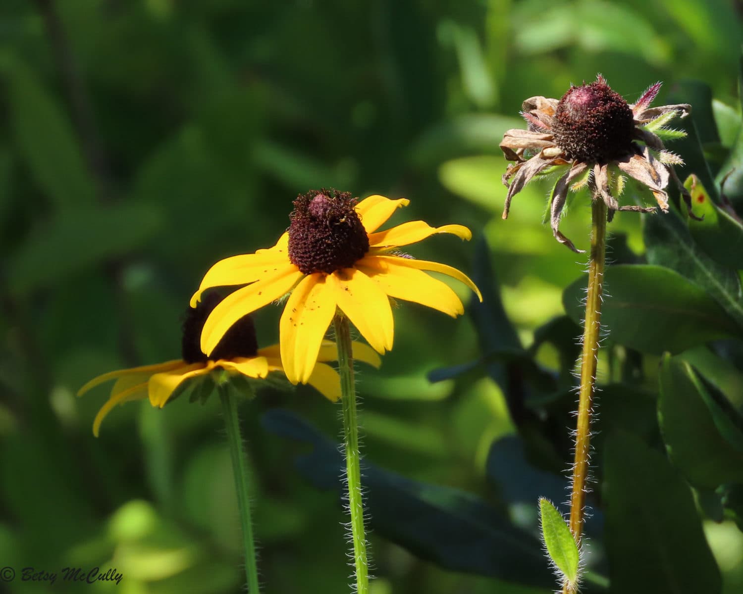 Rudbeckia Hirta New York Nature By Betsy McCully   Rudbeckia Hirta E1629991266636 