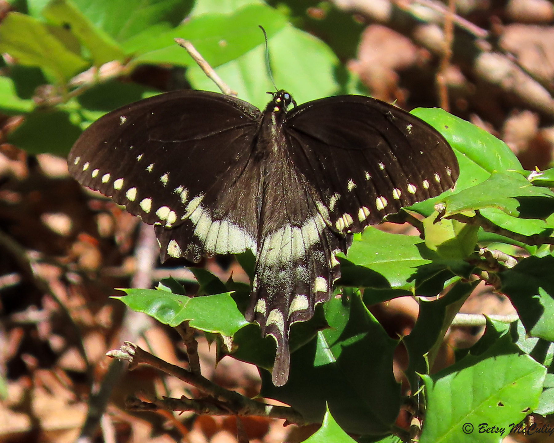 Photo of Spicebush Swallowtail sunning