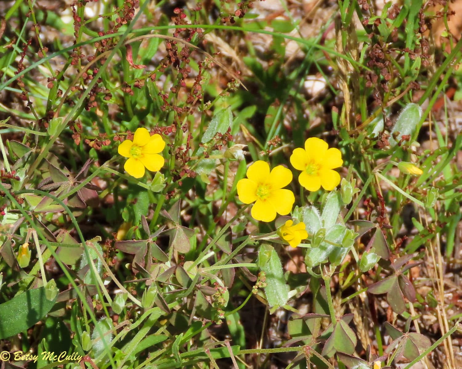 Common Yellow Wood Sorrel (Oxalis stricta) | New York Nature by Betsy ...