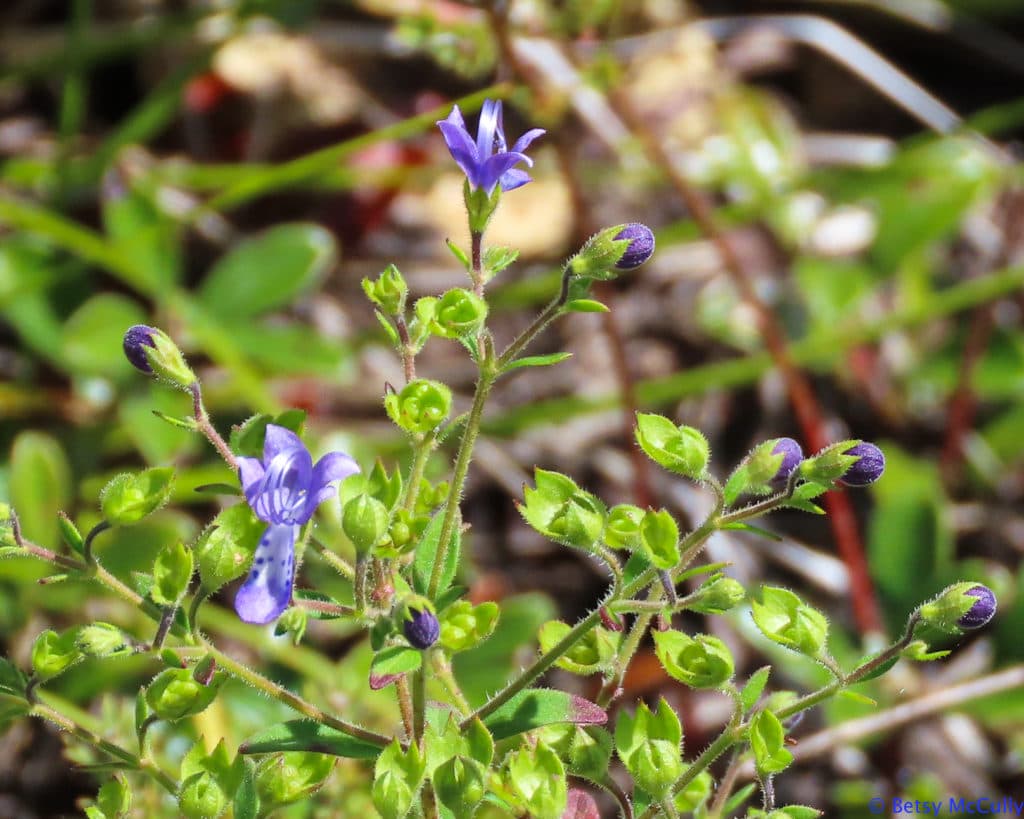 Forked Blue Curls (Trichostema dichotomum). Lamiaceae. | New York ...