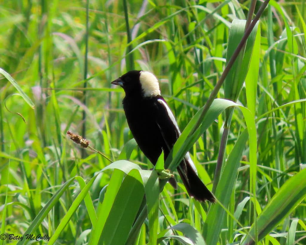 photo of Bobolink