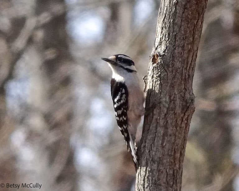 Downy Woodpecker (Dryobates pubescens) | New York Nature by Betsy McCully