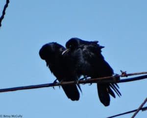 photo of fish crow pair