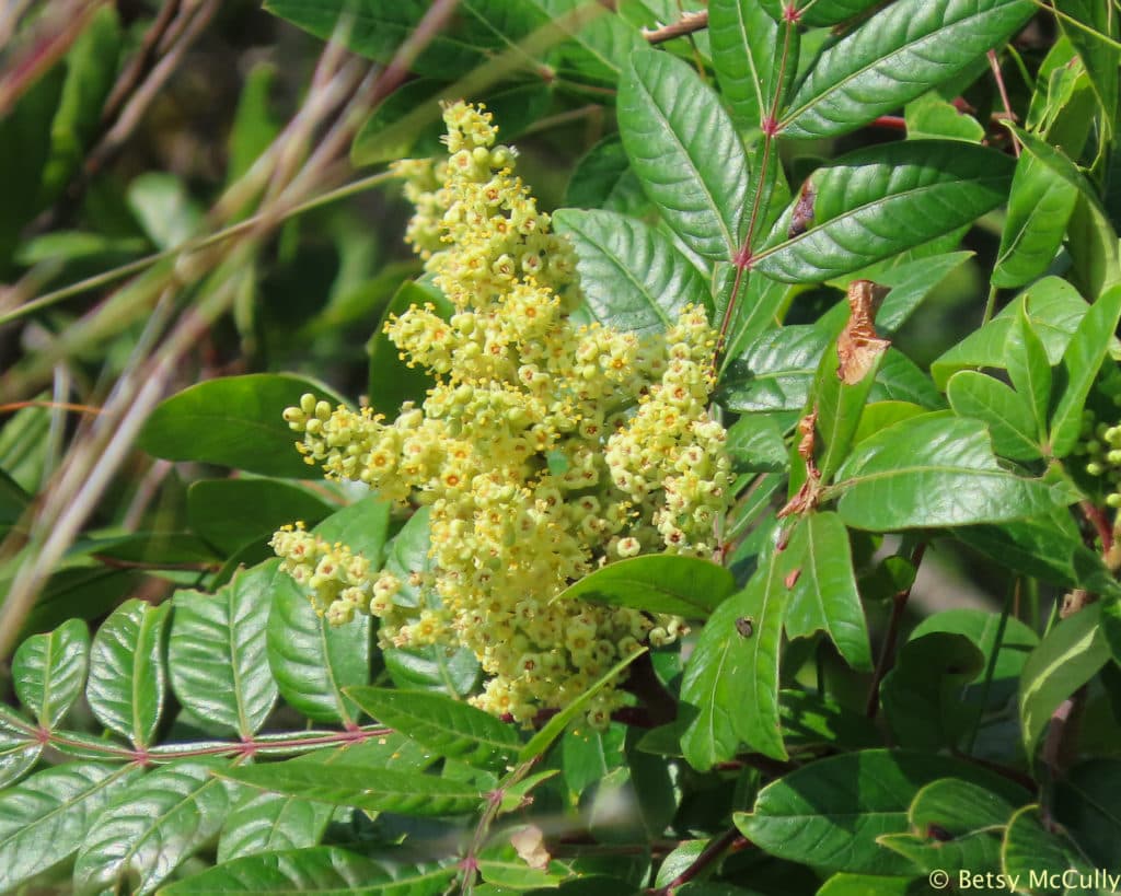 Shining Sumac (Rhus copallinum). Anacardiaceae. New York Nature by