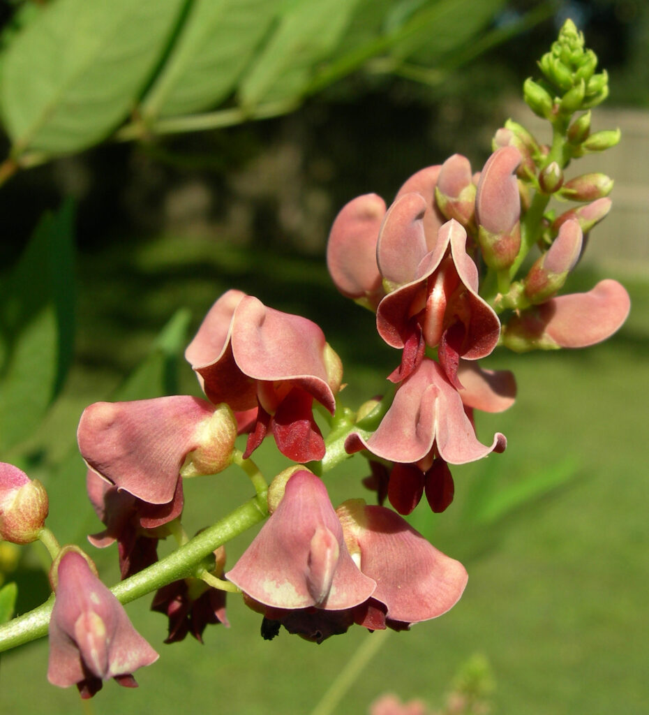 Photo of American Groundnut