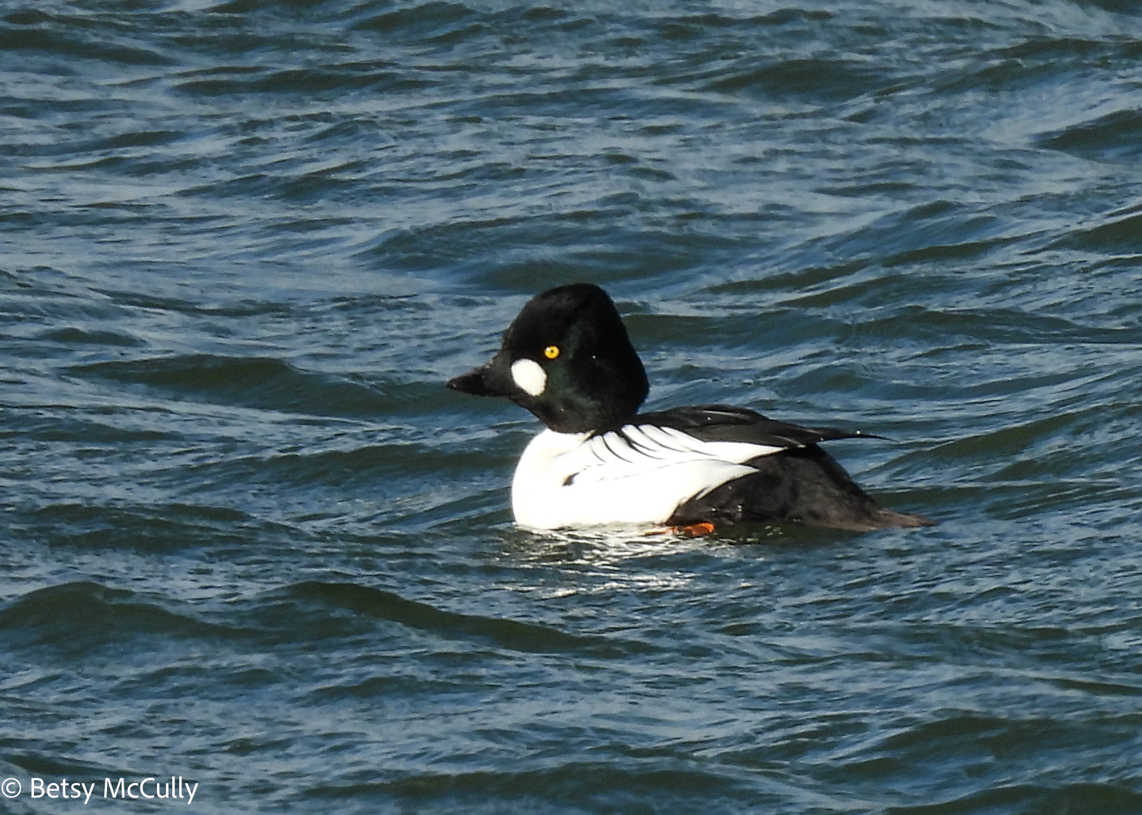 Photo of Common Goldeneye male