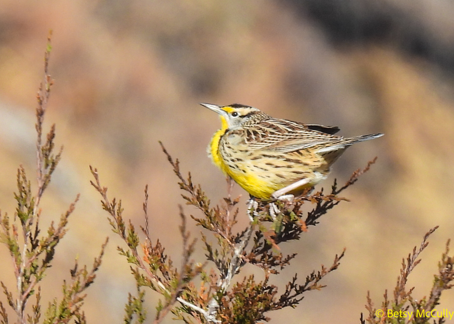 photo of Eastern Meadowlark