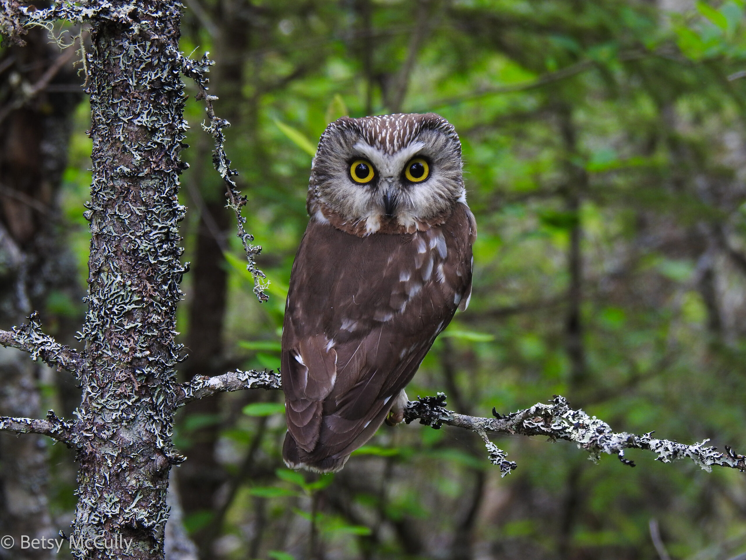 Photo of Northern Saw-whet Owl