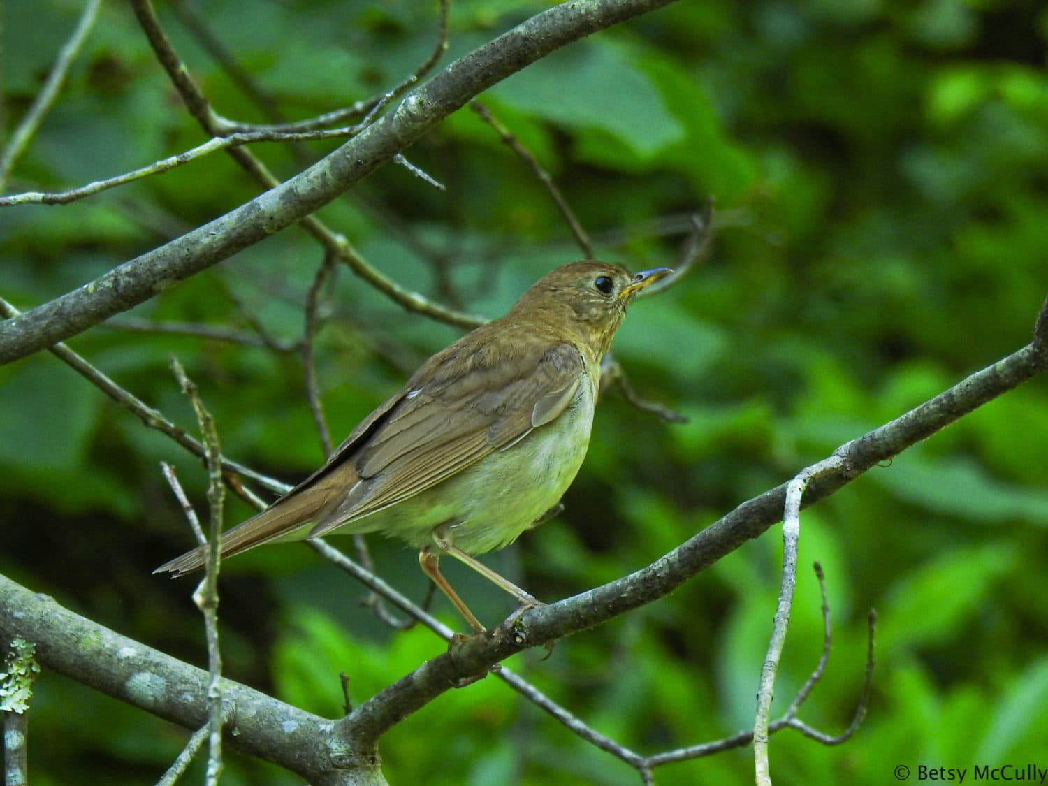 photo of Veery