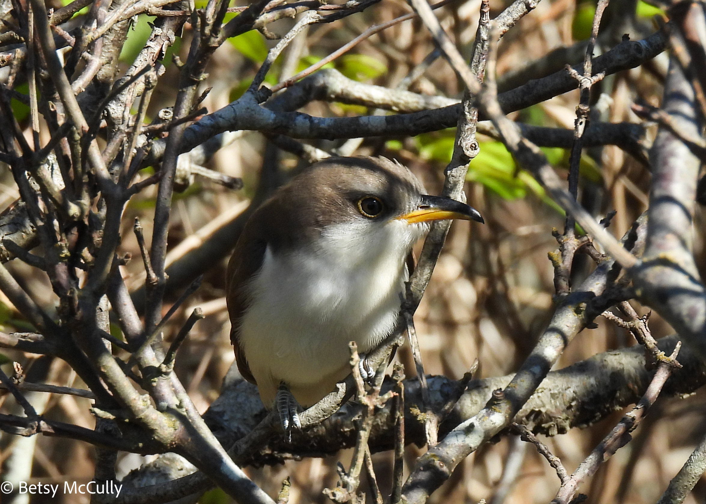 photo of Yellow-billed Cuckoo