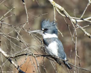 Photo of Belted Kingfisher male