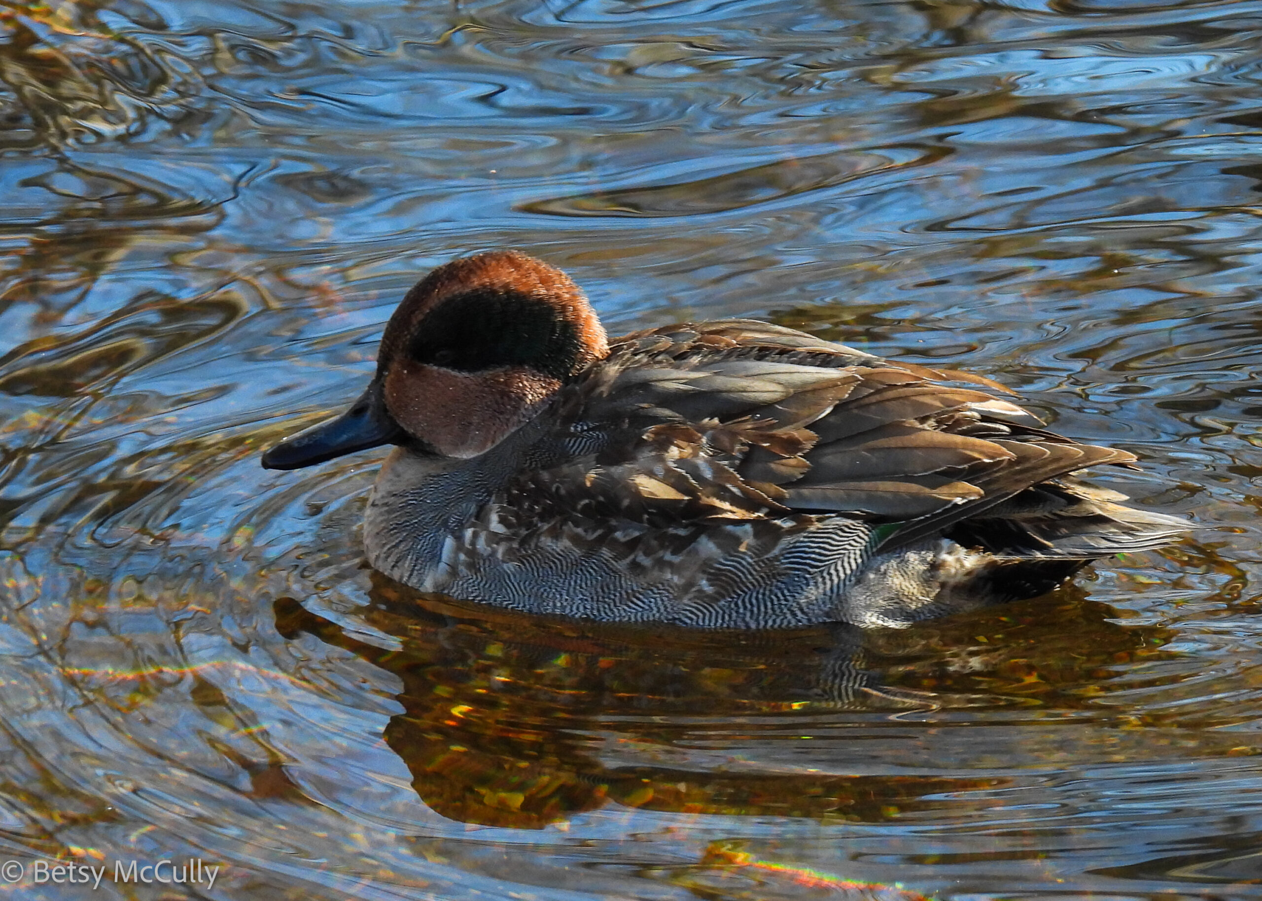 photo of male Green-winged Teal