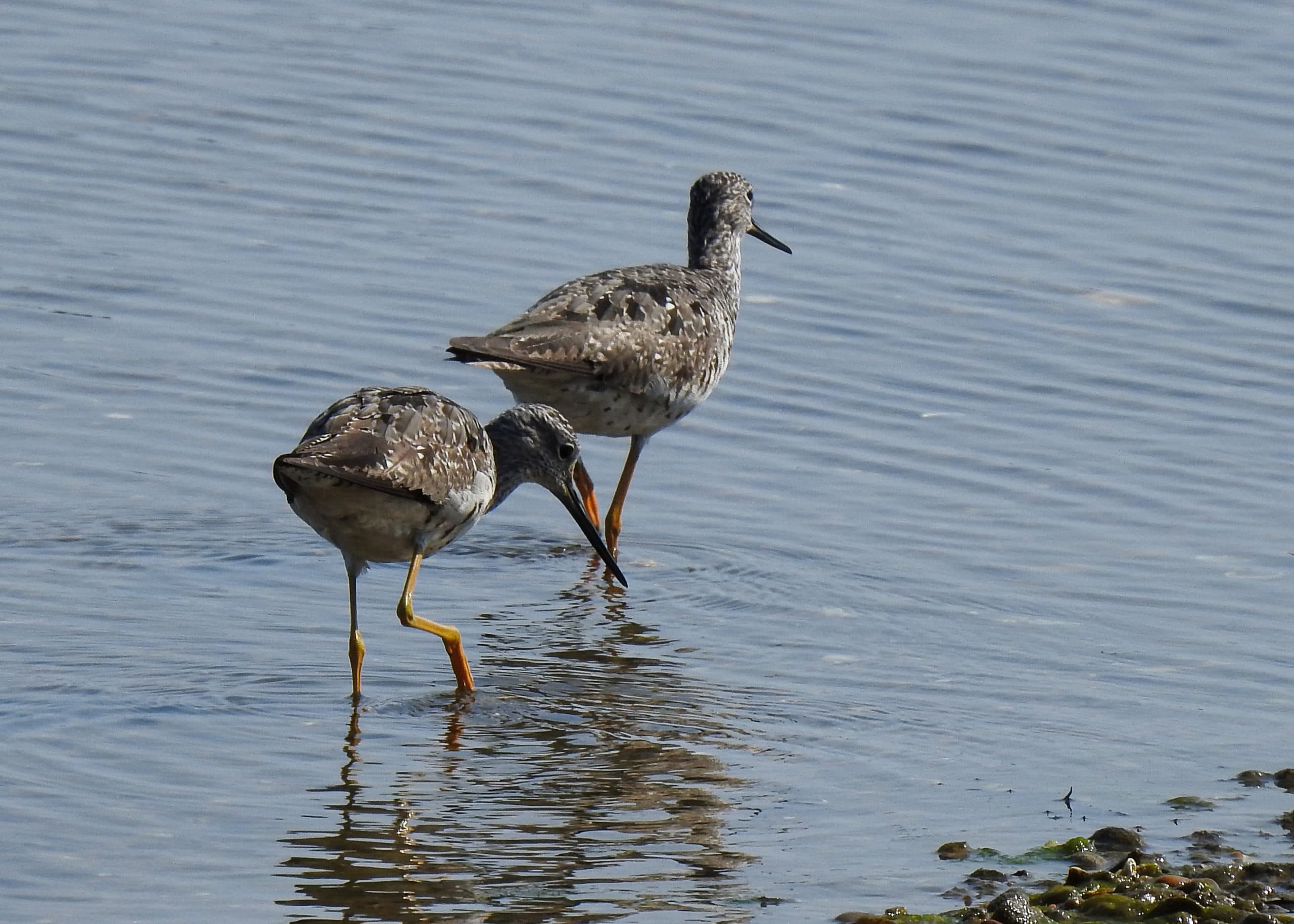 photo of Greater Yellowlegs