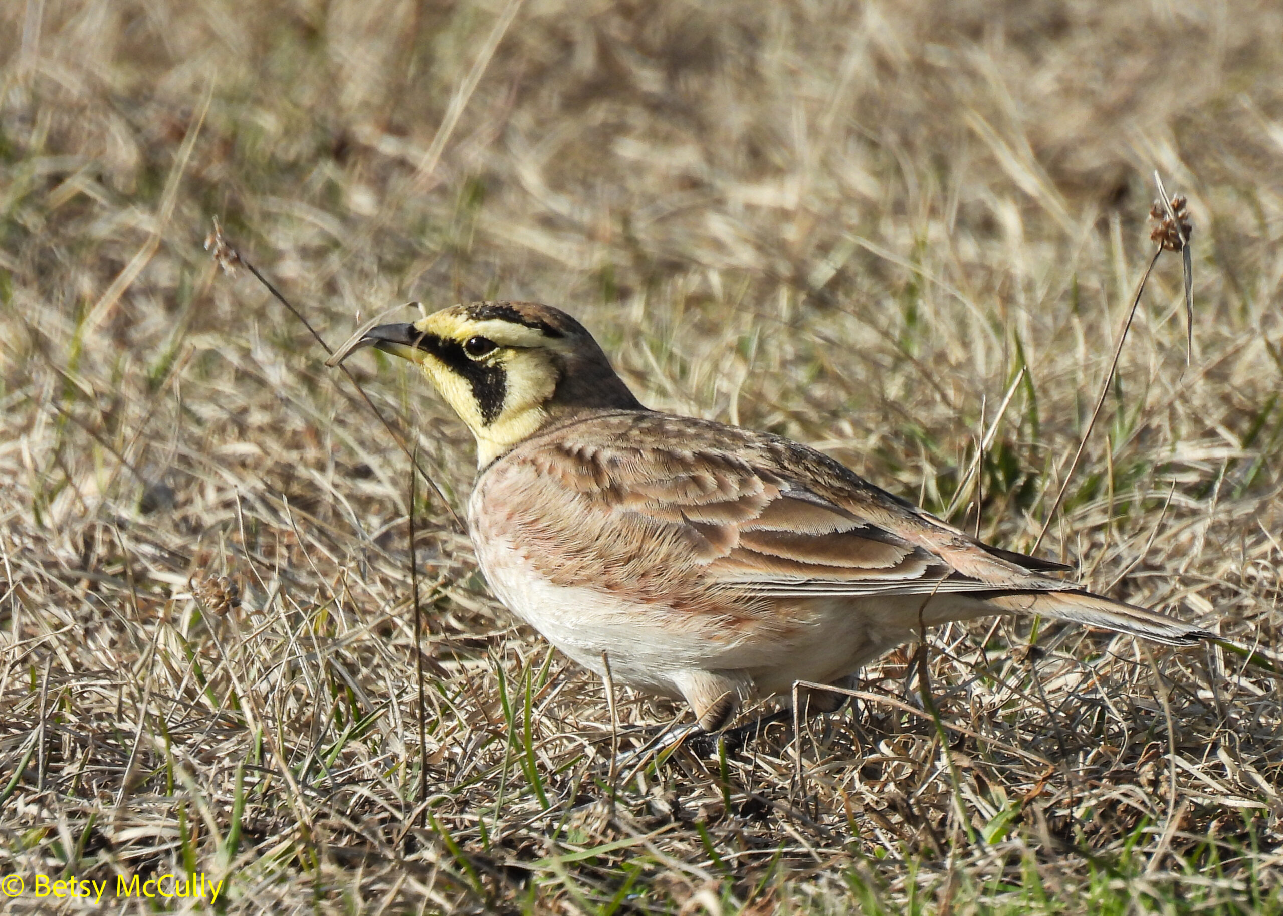 photo of Horned Lark