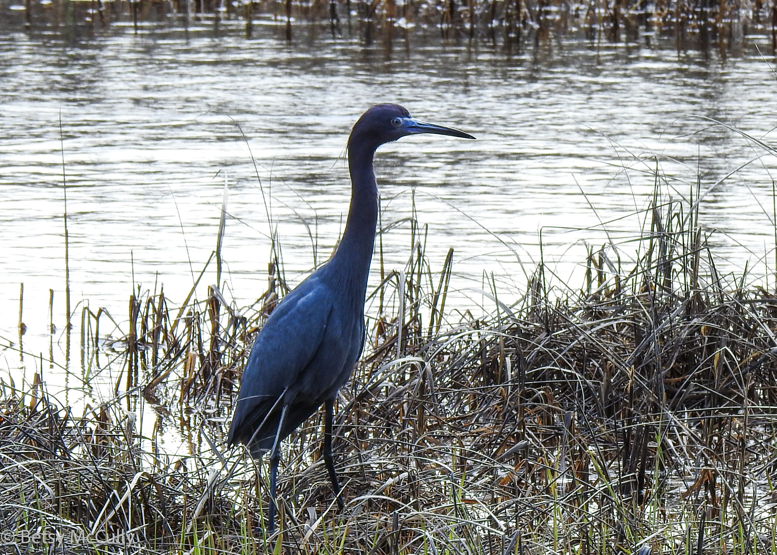 photo of Little Blue Heron
