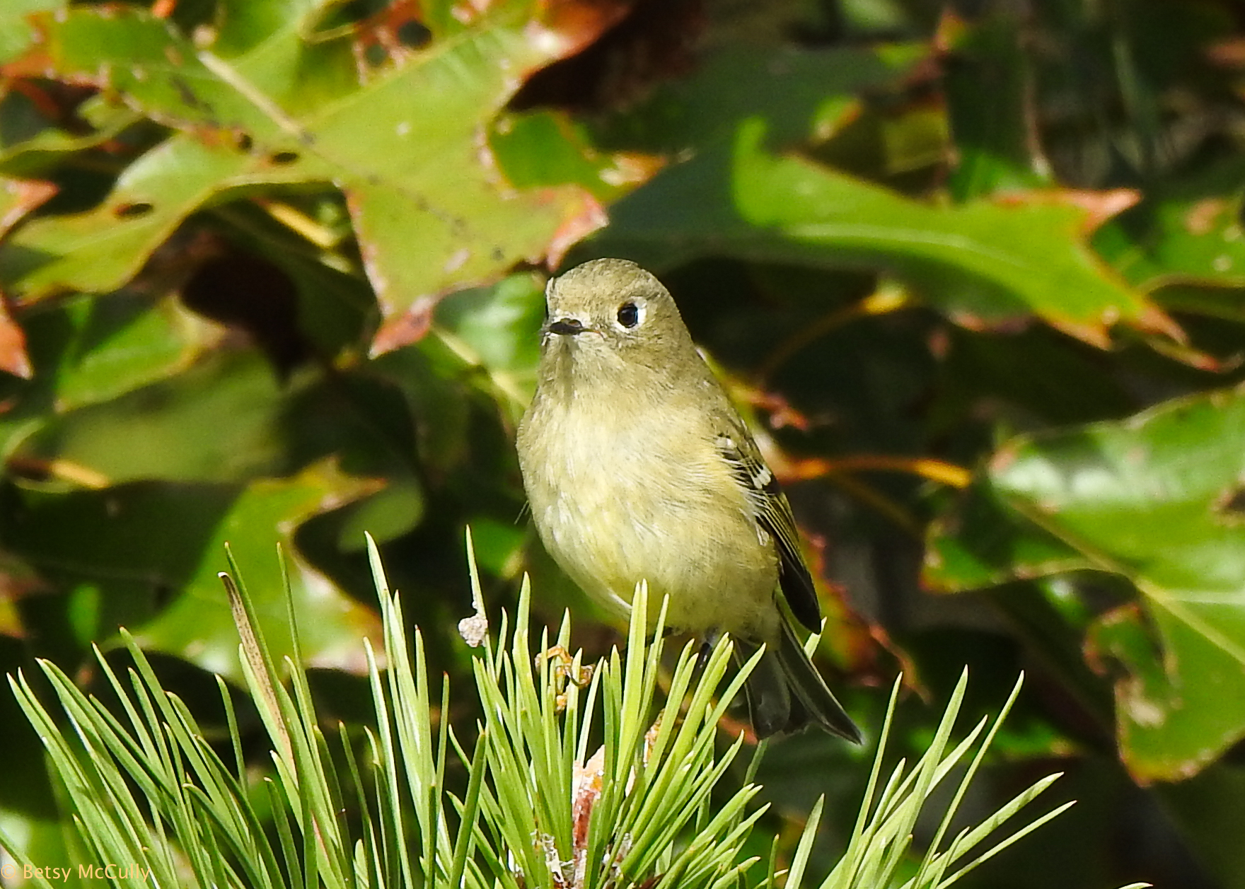 photo of Ruby-crowned Kinglet