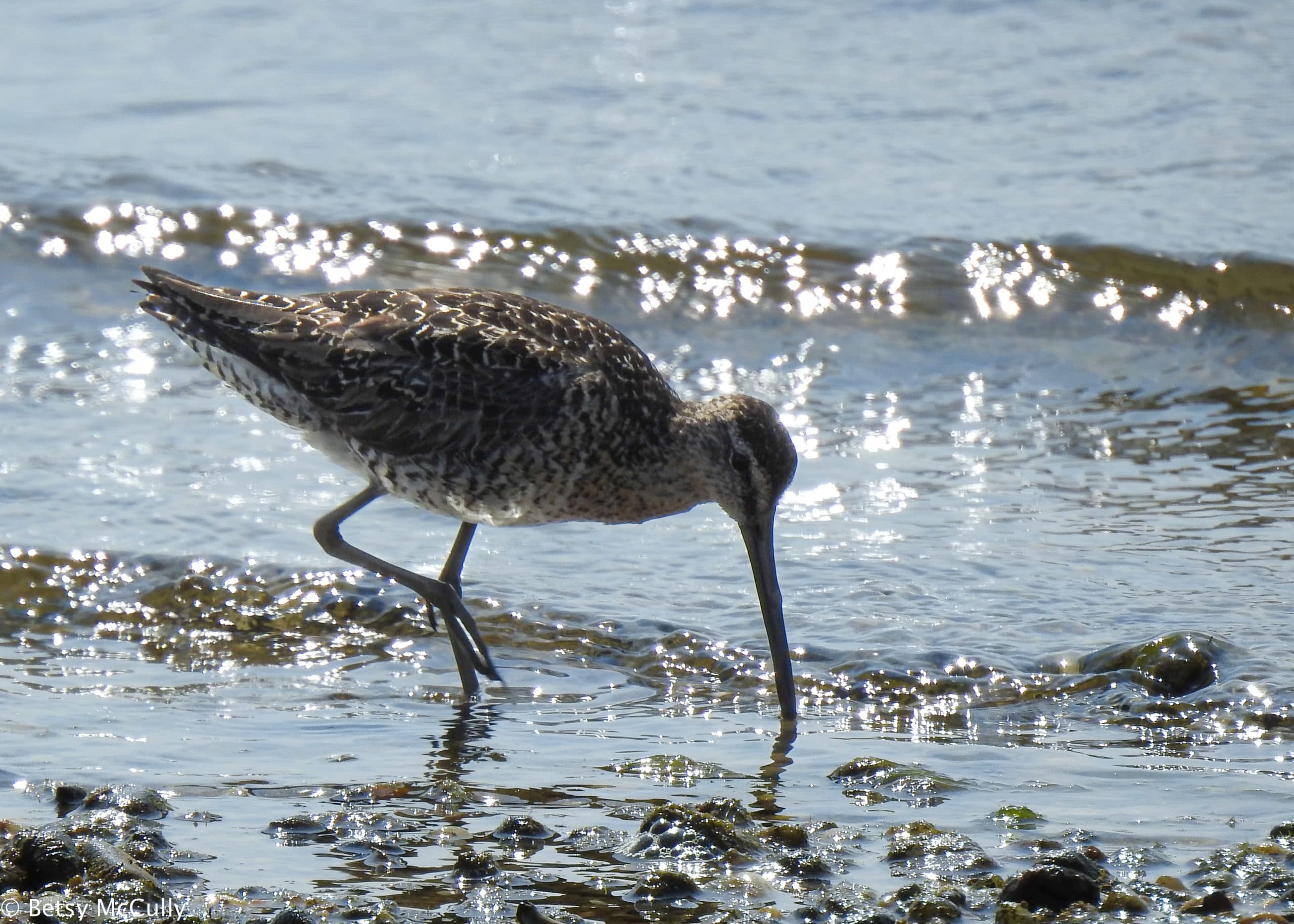 photo of Short-billed Dowitcher