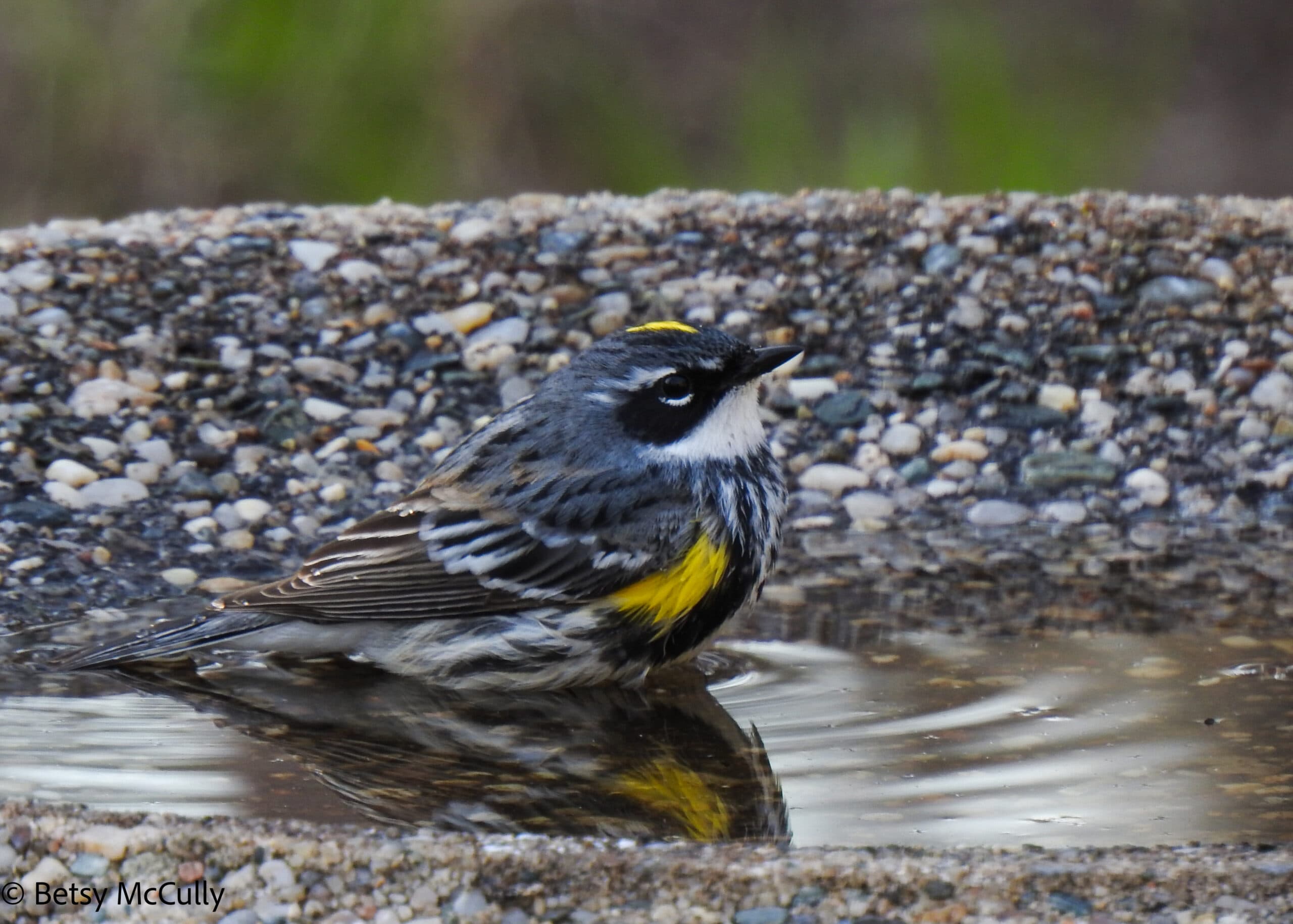 photo of Yellow-Rumped Warbler in birdbath